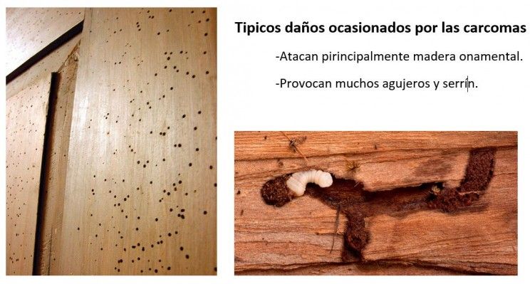 Diferencias entre las carcomas y termitas