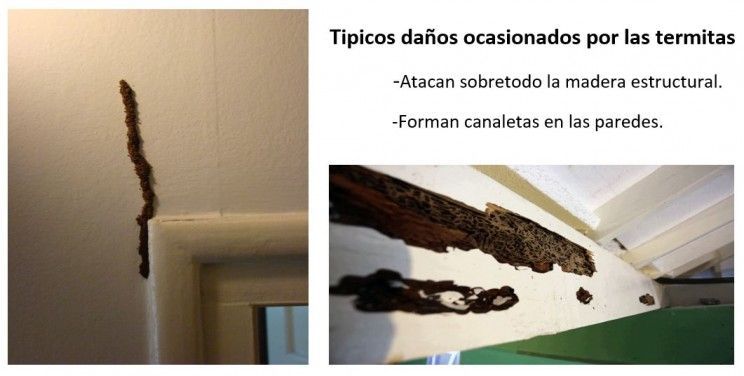 Diferencias entre las carcomas y termitas