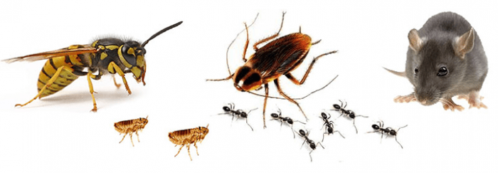 Definición de plaga 