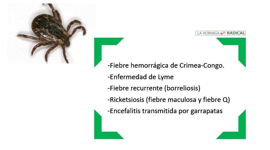 Vectores de enfermedades