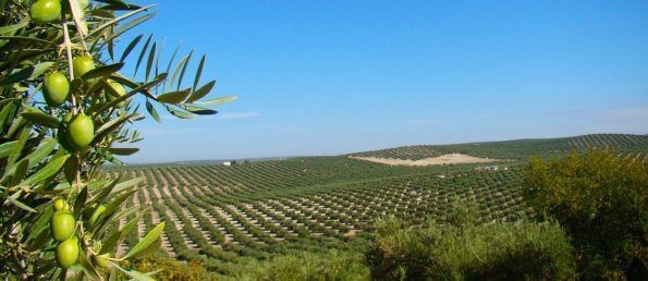 Bacteria Xylella fastidiosa
