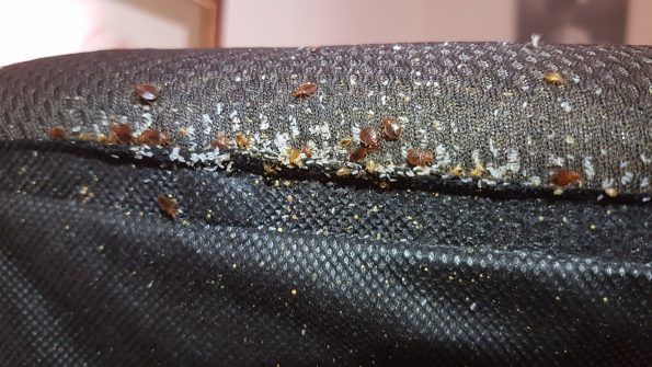 chinches de cama chinches de cama